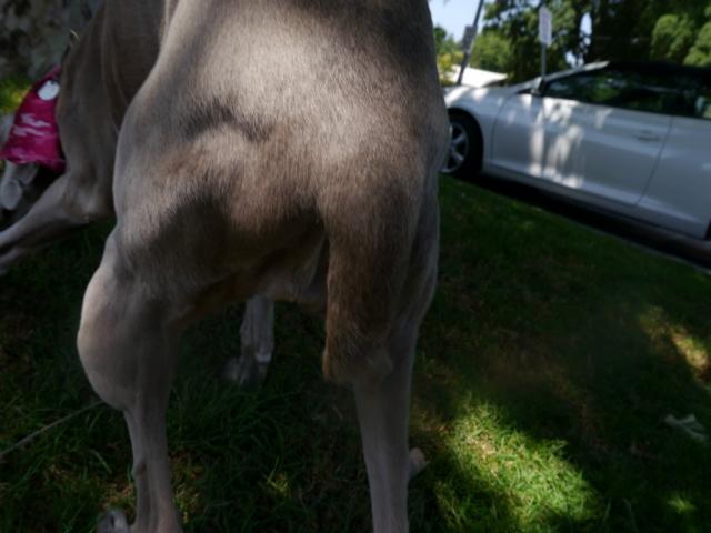 Lucy Lipoma (Medium)